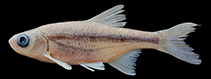 Image of Alburnoides kosswigi 