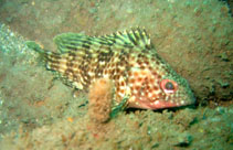 Image of Alphestes multiguttatus (Rivulated mutton hamlet)