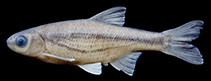 Image of Alburnoides velioglui (Velioglu\