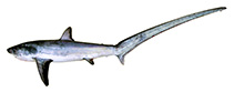 Image of Alopias vulpinus (Thresher)