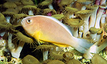 Image of Amphiprion akallopisos (Skunk clownfish)