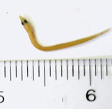 Image of Ammodytes americanus (American sand lance)