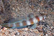 Image of Amblyeleotris arcupinna (Arcfin shrimpgoby)