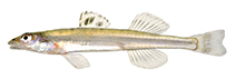 Image of Ammocrypta bifascia (Florida sand darter)