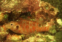 Image of Amblycirrhitus bimacula (Twospot hawkfish)