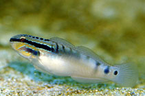 Image of Amblygobius bynoensis (Bynoe goby)