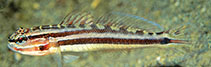 Image of Amblygobius cheraphilus (East Indies siltgoby)