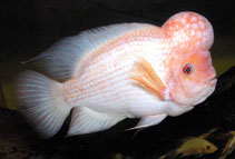 Image of Amphilophus citrinellus (Midas cichlid)