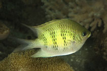 Image of Amblyglyphidodon curacao (Staghorn damselfish)