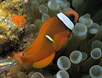 Image of Amphiprion frenatus (Tomato clownfish)