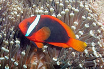 Image of Amphiprion frenatus (Tomato clownfish)