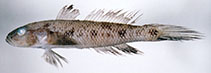 Image of Amblychaeturichthys hexanema 