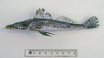 Image of Ambiserrula jugosa (Mud flathead)