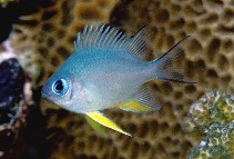 Image of Amblyglyphidodon indicus (Maldives damselfish)