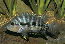 Image of Cribroheros longimanus (Red breast cichlid)