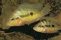 Image of Cribroheros longimanus (Red breast cichlid)