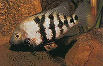 Image of Astatheros macracanthus (Blackthroat cichlid)