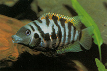 Image of Amatitlania nigrofasciata (Convict cichlid)