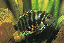 Image of Amatitlania nigrofasciata (Convict cichlid)