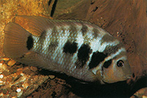 Image of Amatitlania nigrofasciata (Convict cichlid)