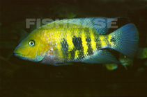 Image of Wajpamheros nourissati (Bluemouth cichlid)