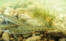 Image of Ammocrypta pellucida (Eastern sand darter)