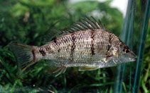 Image of Amniataba percoides (Barred grunter)