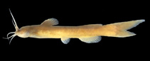 Image of Amblyceps protentum 