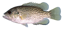 Image of Ambloplites rupestris (Rock bass)