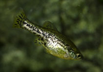 Image of Ameca splendens (Butterfly splitfin)