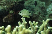 Image of Chrysiptera oxycephala (Blue-spot demoiselle)