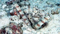 Image of Amblyeleotris triguttata (Triplespot shrimpgoby)