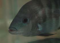 Image of Amphilophus zaliosus (Arrow cichlid)