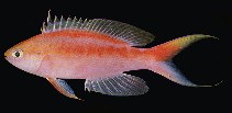 Image of Pyronotanthias aurulentus 