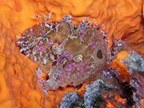 Image of Abantennarius bermudensis (Island frogfish)