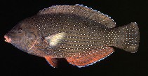 Image of Anampses caeruleopunctatus (Bluespotted wrasse)