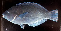 Image of Anampses caeruleopunctatus (Bluespotted wrasse)