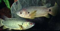 Image of Anabas cobojius (Gangetic koi)