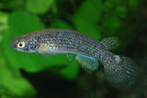 Image of Anablepsoides deltaphilus 