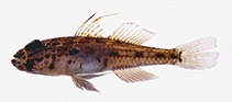 Image of Ancistrogobius dipus (Double-fin cheek-hook goby)