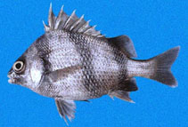 Image of Genyatremus dovii (Spotted head sargo)