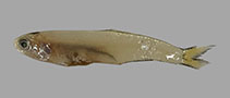 Image of Anchoviella elongata (Elongate anchovy)
