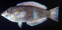 Image of Anampses geographicus (Geographic wrasse)