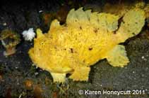 Image of Antennarius hispidus (Shaggy angler)