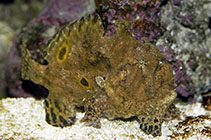 Image of Antennarius indicus (Indian frogfish)