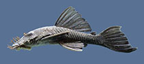 Image of Ancistrus leucostictus 