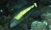 Image of Anampses melanurus (White-spotted wrasse)