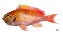 Image of Anthias menezesi 