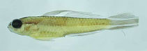 Image of Antilligobius nikkiae (Sabre goby)