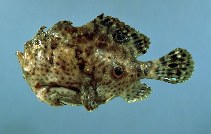 Image of Fowlerichthys ocellatus (Ocellated frogfish)